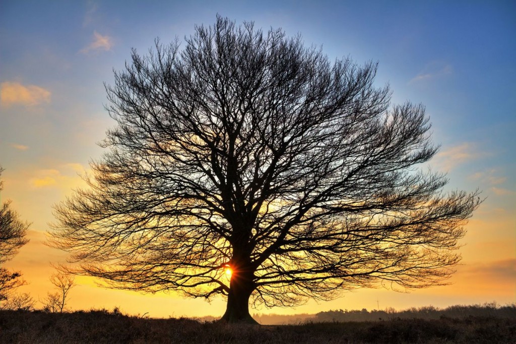 Large Oak Tree with Bare Branches During Sunset