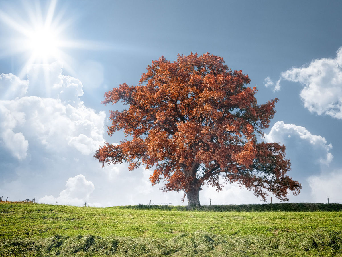Majestic Oak Tree in Autumn