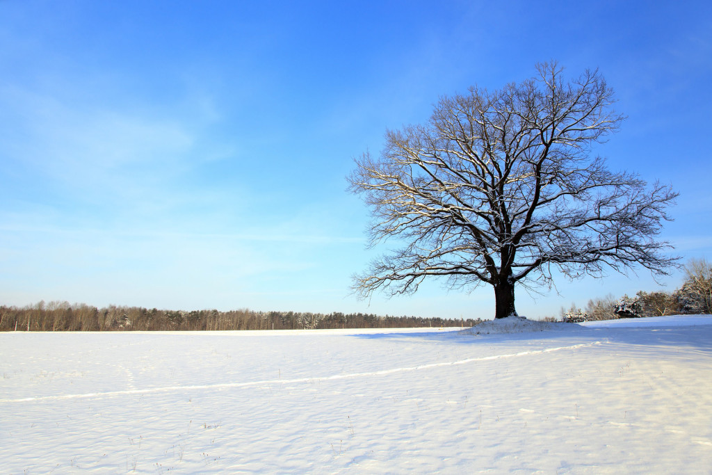 Oak Tree in a Snow-Covered Field with Bright Blue Sky